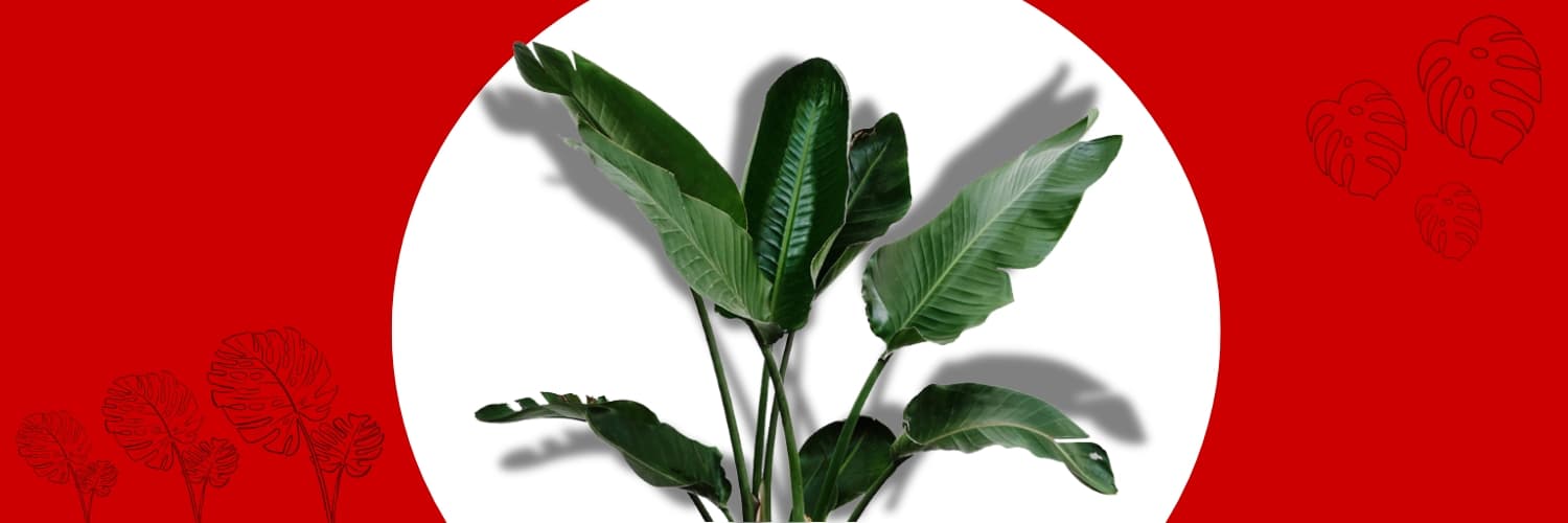 grafika przedstawiająca kwiat doniczkowy monstera